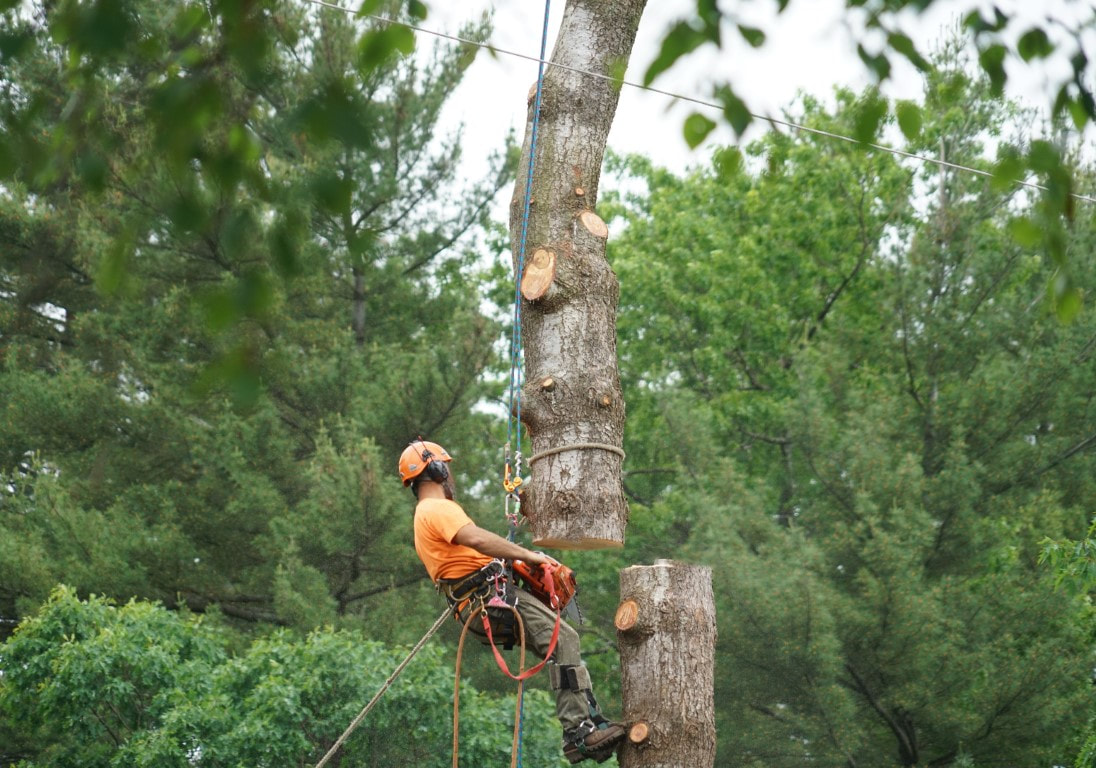 An image of Tree Removal Services in Edmonds, WA