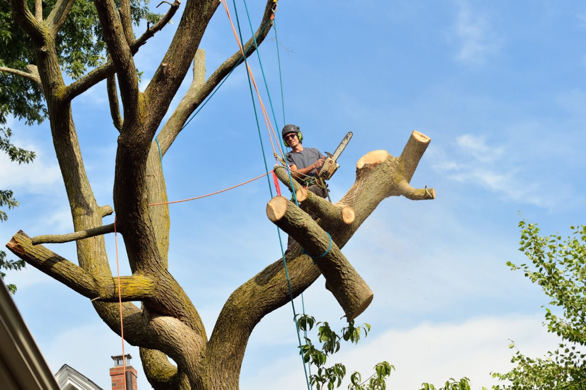 An image of Tree Trimming and Pruning Service in Edmond, WA